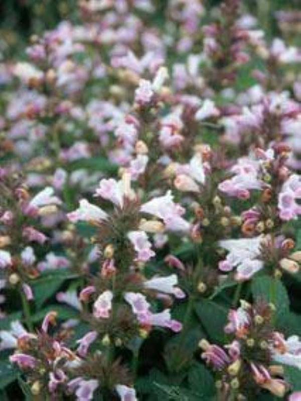 Nepeta subsessilis Candy Cat