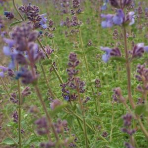 Nepeta faassenii Six Hills Giant