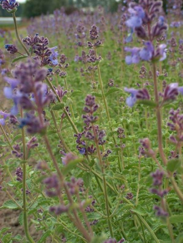 Nepeta faassenii Six Hills Giant
