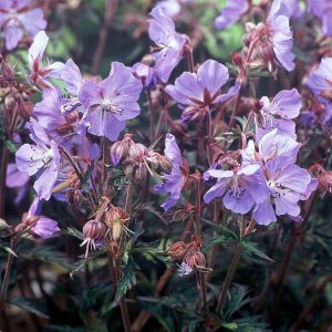 Geranium pratense New Dimension