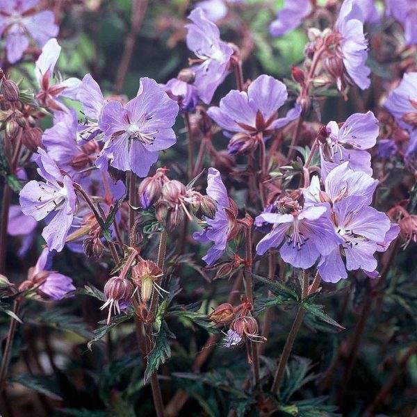 Geranium pratense New Dimension
