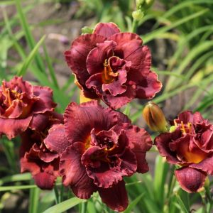 Hemerocallis Night Embers