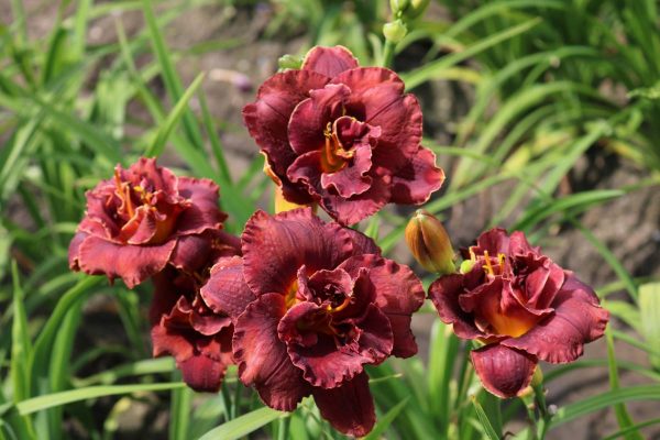 Hemerocallis Night Embers