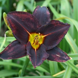 Hemerocallis Night Wings