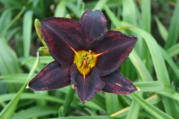 Hemerocallis Night Wings