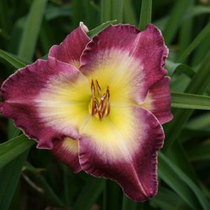 Hemerocallis Nile Plum