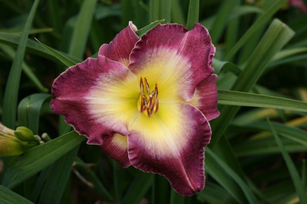 Hemerocallis Nile Plum