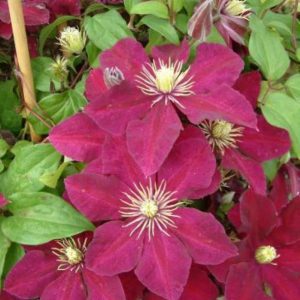 Clematis Niobe