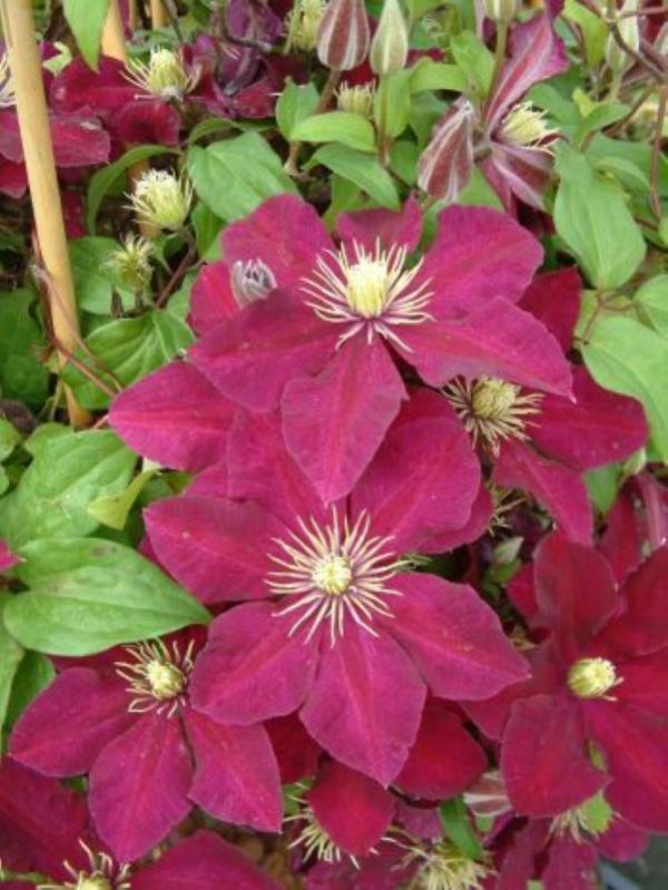 Clematis Niobe