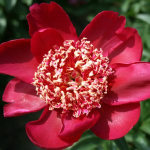 Paeonia  Nippon Beauty