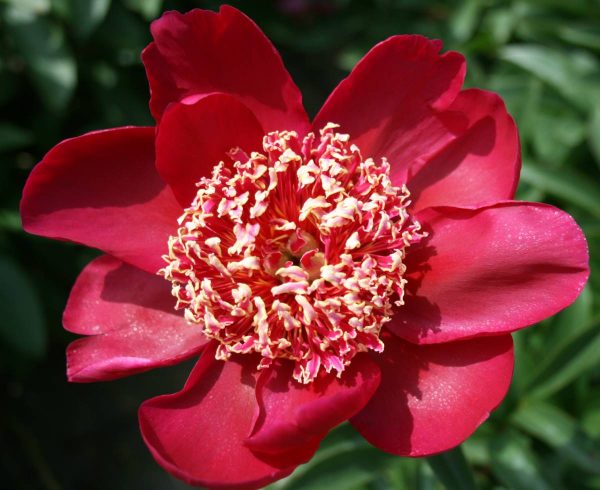 Paeonia  Nippon Beauty