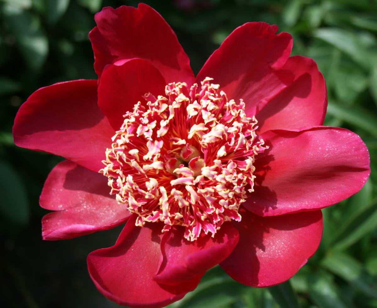 Paeonia Buckeye Belle 2010 06 Beautiful Flowers Peonies Garden Peonies