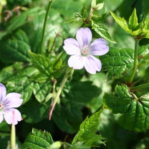 Geranium nodosum
