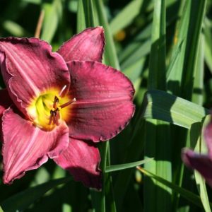 Hemerocallis Nordic Night