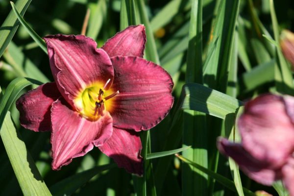 Hemerocallis Nordic Night