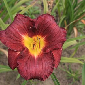 Hemerocallis Nosferatu
