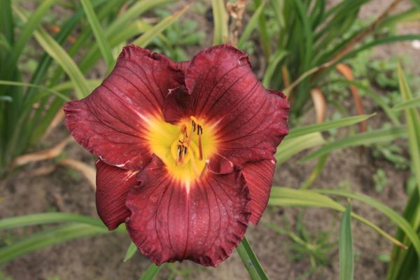 Hemerocallis Nosferatu