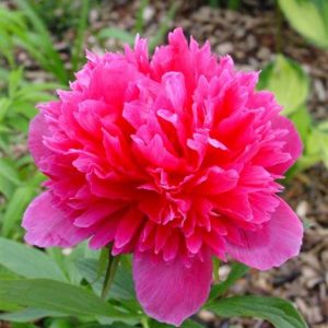 Paeonia  officinalis Rosea Plena