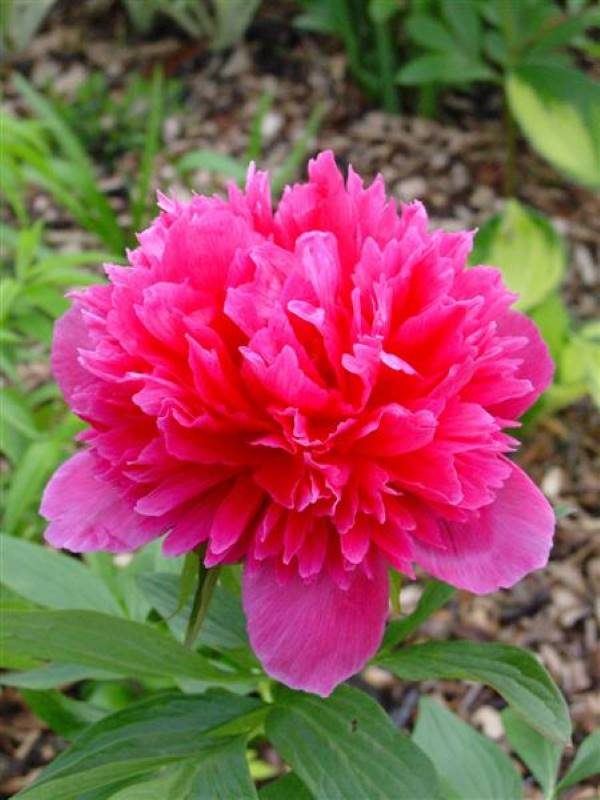 Paeonia  officinalis Rosea Plena