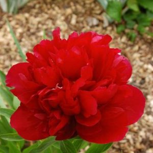 Paeonia  officinalis Rubra Plena