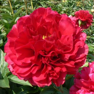 Paeonia  Old Faithful