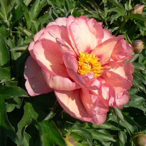 Paeonia  Old Rose Dandy