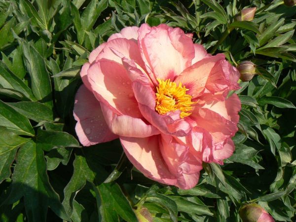 Paeonia  Old Rose Dandy