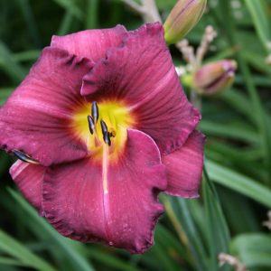Hemerocallis Olive Bailey Langdon