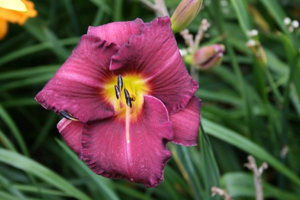 Hemerocallis Olive Bailey Langdon