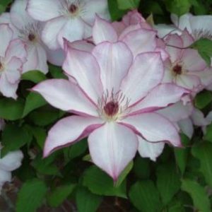 Clematis Omoshiro