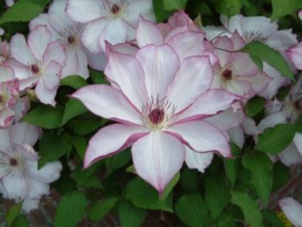 Clematis Omoshiro