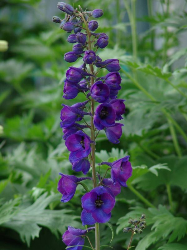 Delphinium elatum Opaal
