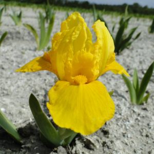 Iris Pumila Orange Caper