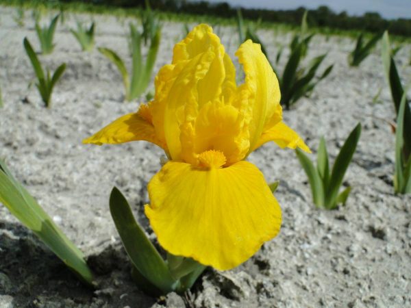 Iris Pumila Orange Caper