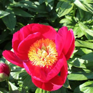 Paeonia  Orange Glory