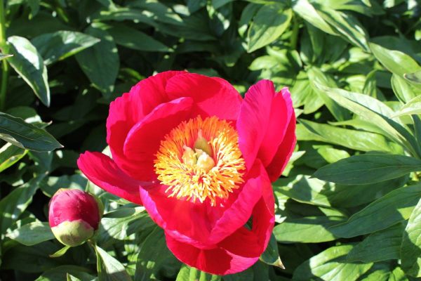 Paeonia  Orange Glory