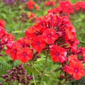 Phlox pan, Orange Perfection
