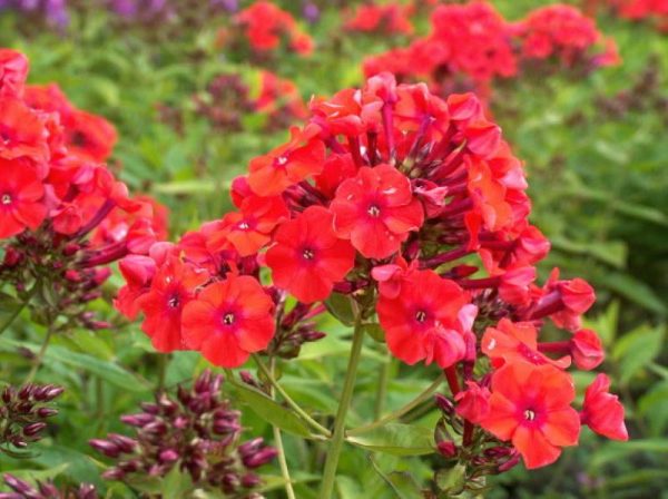 Phlox pan, Orange Perfection