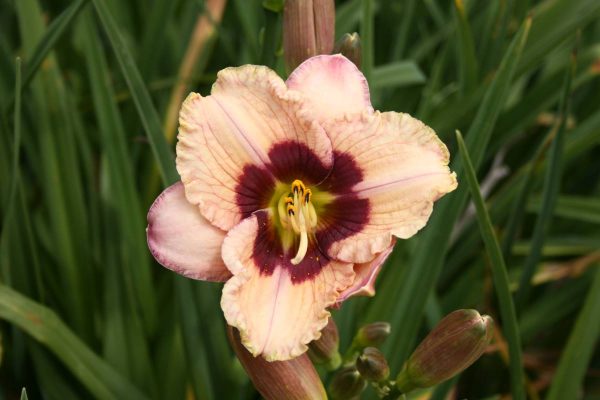 Hemerocallis Orchid candy