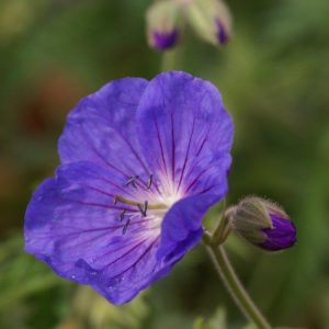 Geranium Orion