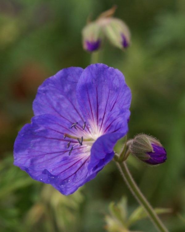 Geranium Orion