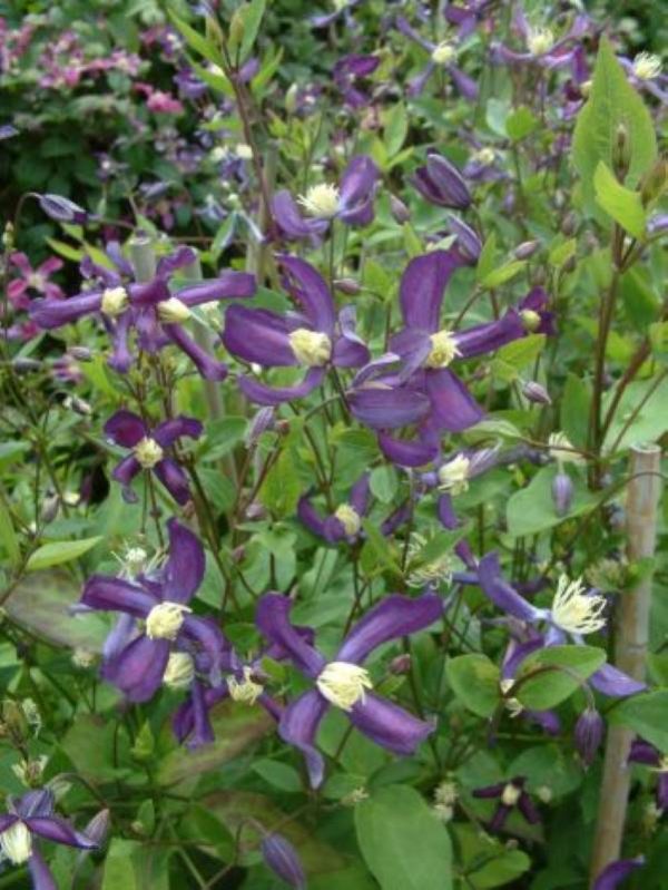 Clematis Pretty In Blue®