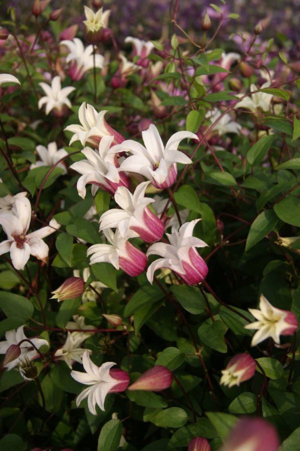 Clematis Princess Kate®