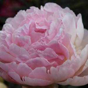 Paeonia  Albert Crousse