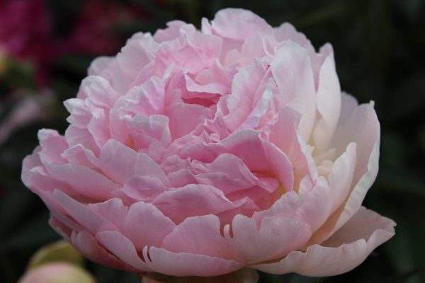 Paeonia  Albert Crousse