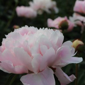 Paeonia  Alertie