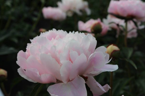 Paeonia  Alertie