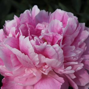 Paeonia  Alexander Fleming