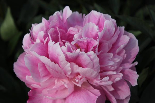 Paeonia  Alexander Fleming