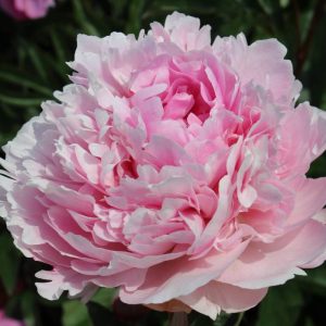 Paeonia  Alice Harding